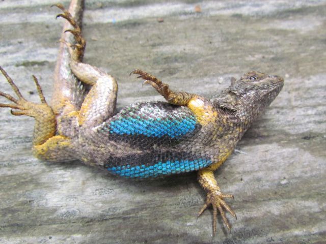 Fence Lizard